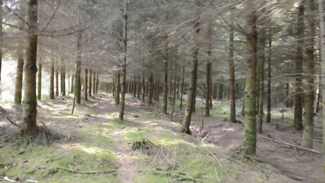 BOIS JACQUES 2019 CAMINHANDO, Bastogne (B&eacute;lgica) [HD]