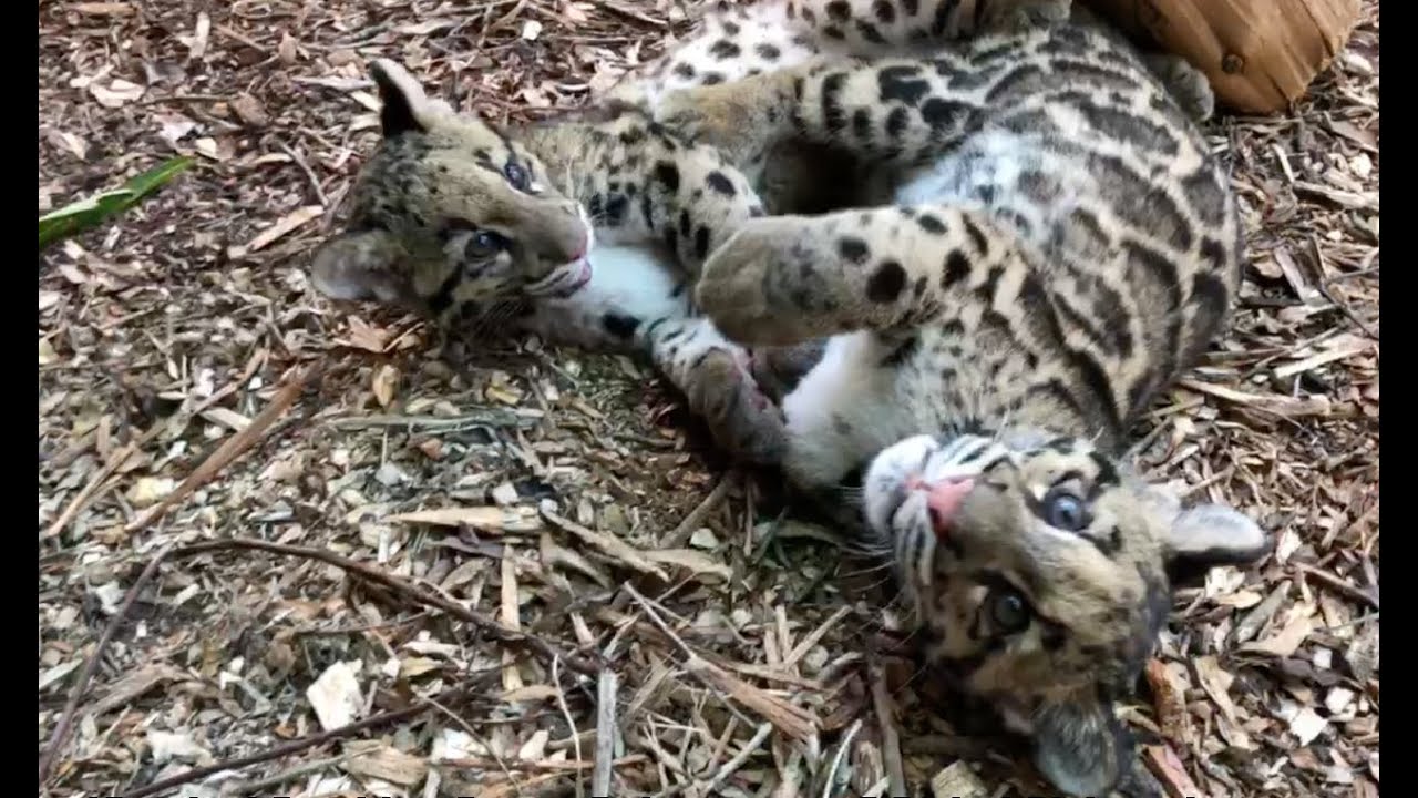 March 27: Clouded Leopards