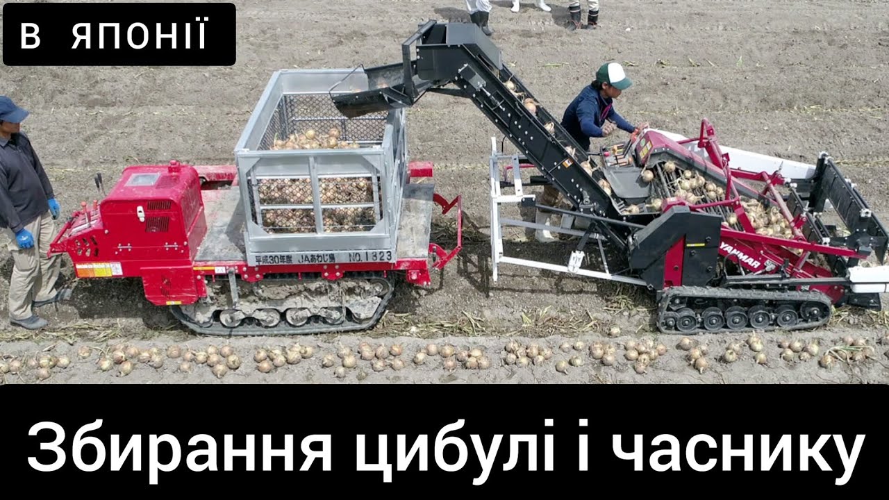 Як збирають цибулю і часник в Японії. Трактор + комбайн