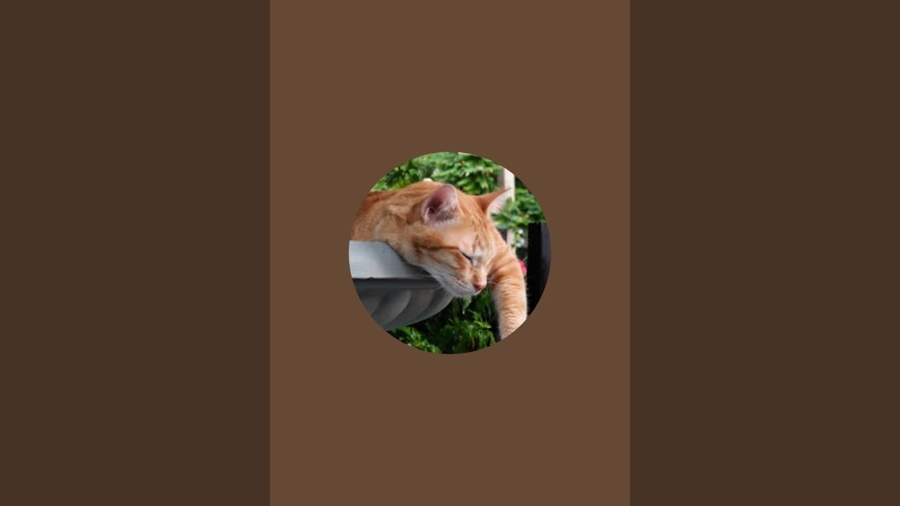 ของเล่นที่น่าสงสาร