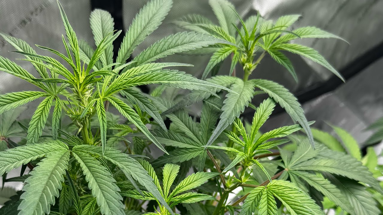 Jacks 321 Super Concentrate mix for Massive autoflowers!