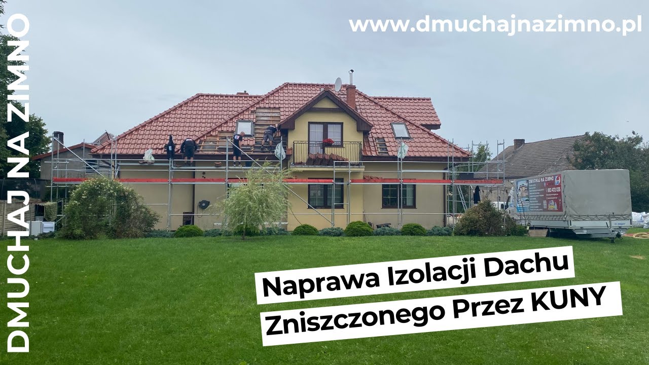 Kuna Domowa -  Naprawa Izolacji Dachu Zniszczonego Przez KUNY  @dmuchajnazimno3191
