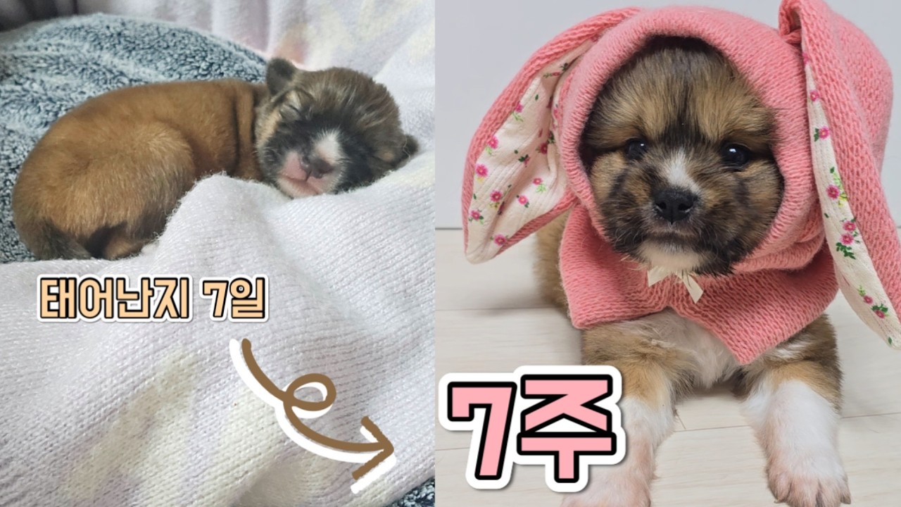 벌써 태어난지 7주가 된 밤알이, 입양신청받아요, 3살 된 유기견이 마음을 열어주는 과정ㅣ1인가구 유기견 임시보호