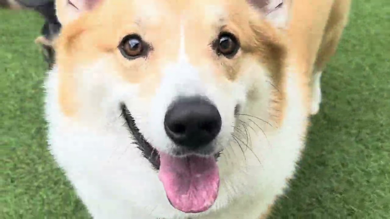 Happy dog                         2026年3月13日