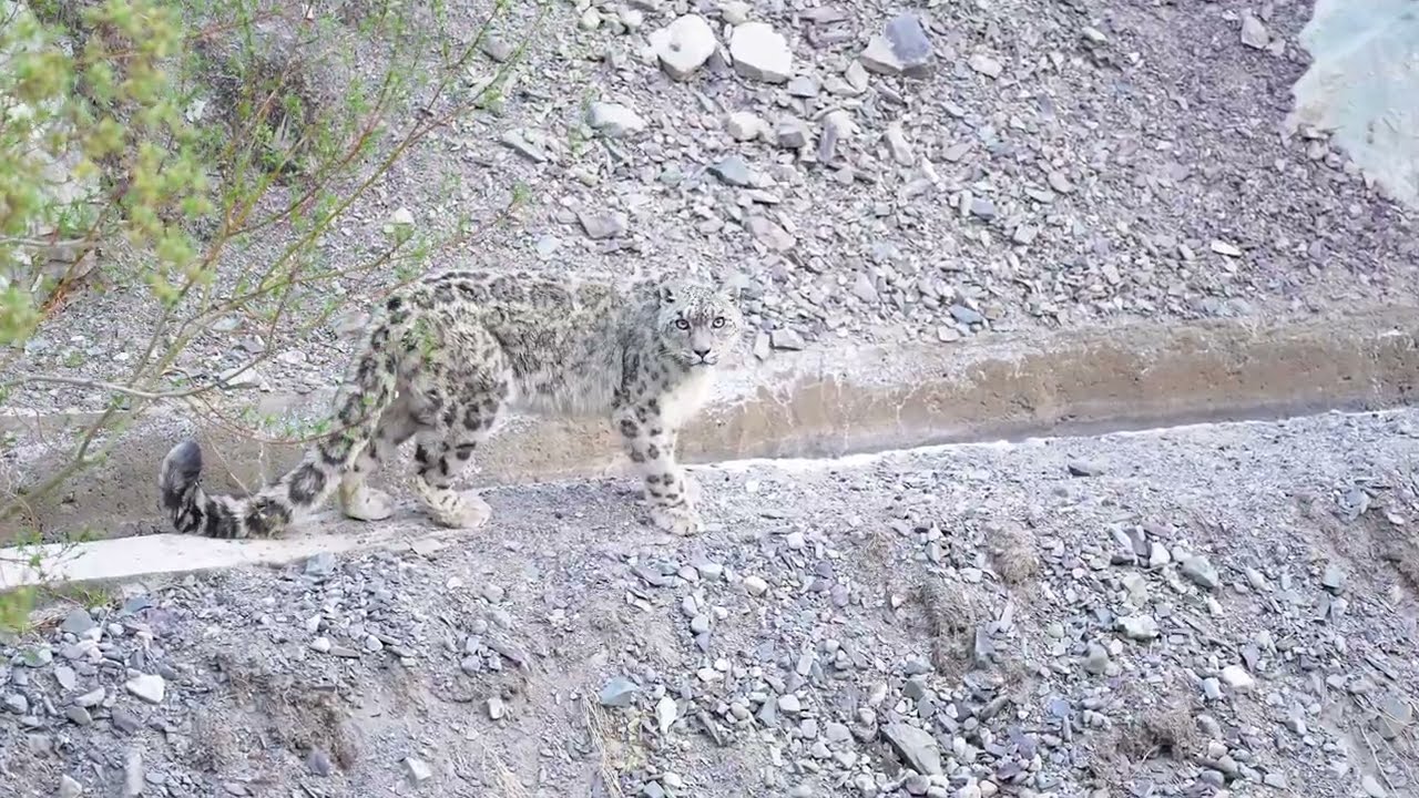 Winter Wildlife of India ❄️ | Snow Leopard & Brown Bear Expeditions | 4K Film