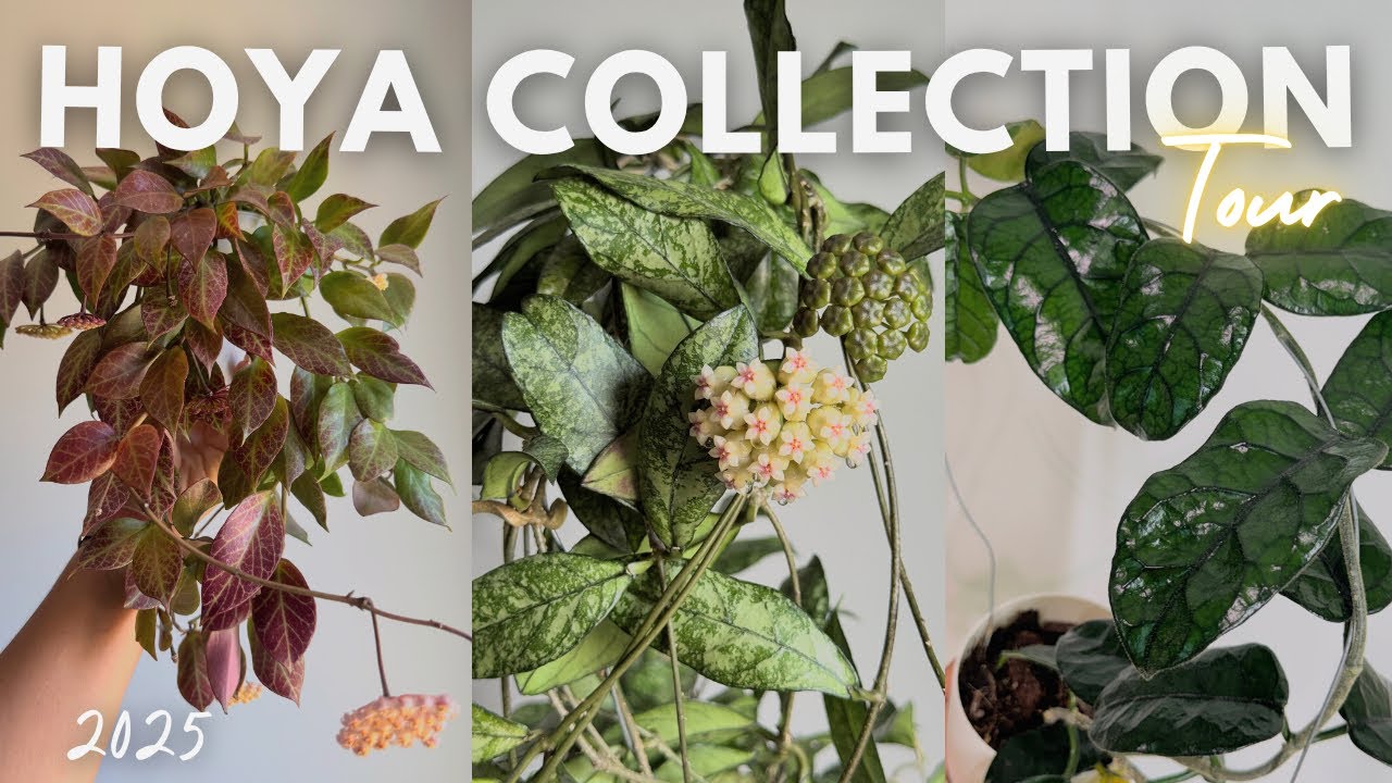 🌱HOYA Lover’s Escape 🌸 | Step Into My Collection! 🪴