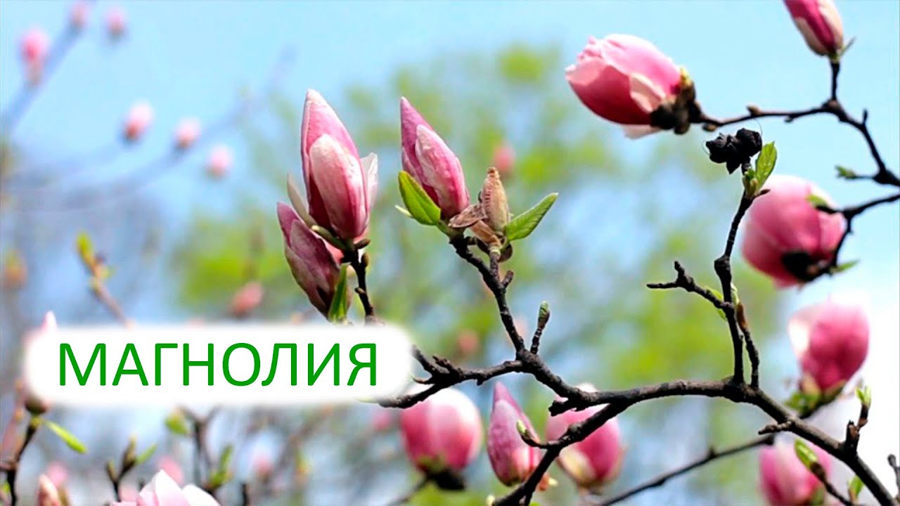 МАГНОЛИЯ | всё что вы хотели о ней узнать 🌱