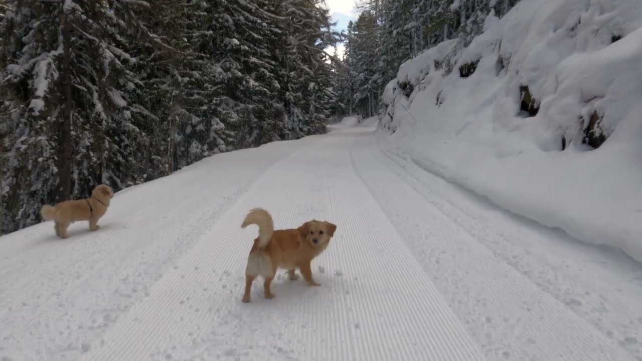 Snowy Forest Dog Walk | Calm Winter Trail and Sledding
