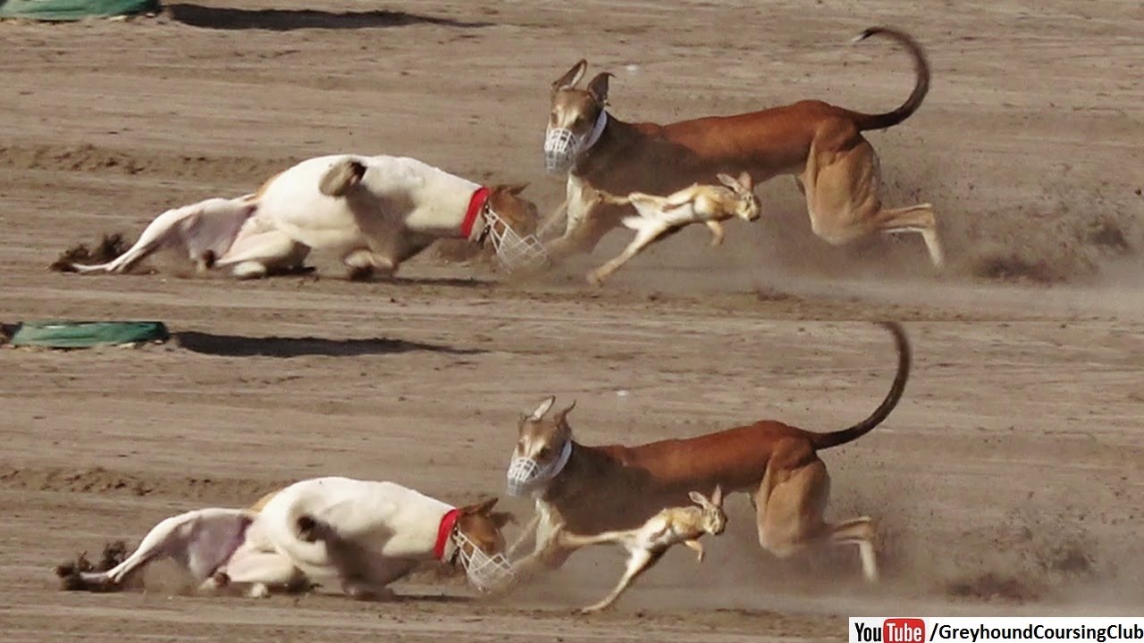 greyhound coursing 2023 season video