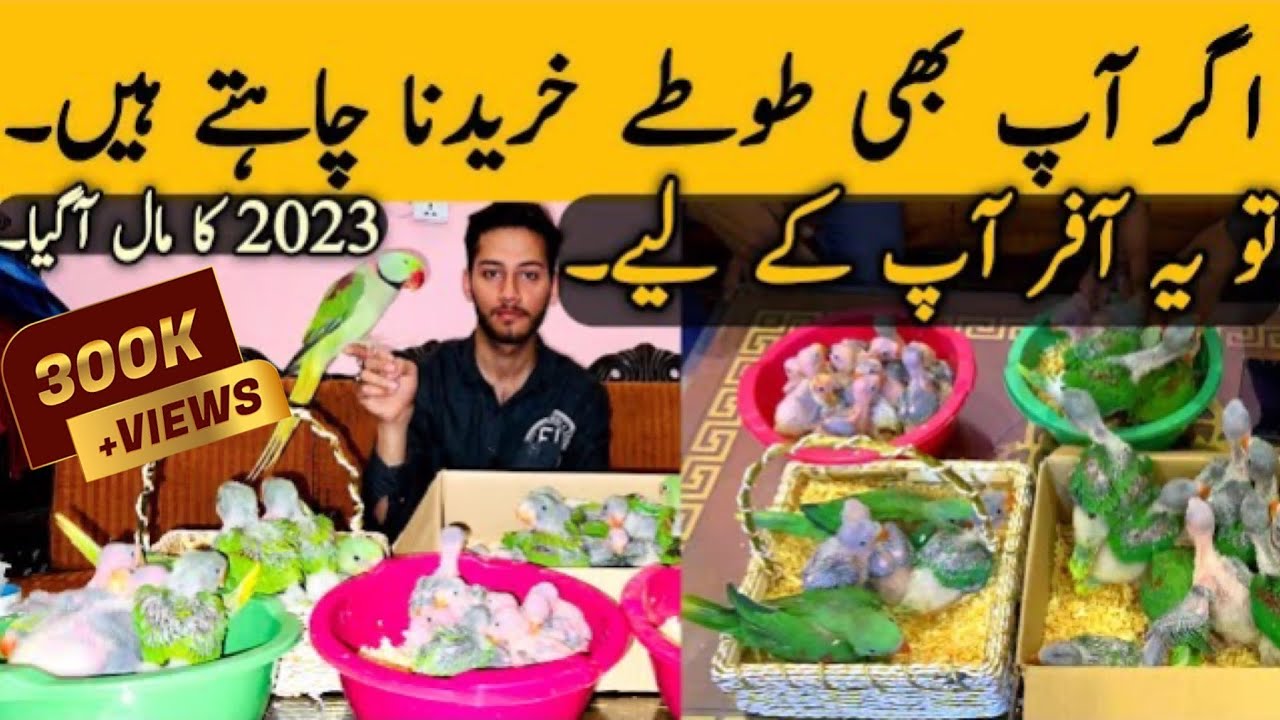 RINGNECK ,RAW,SUN CONURE, CHICKS AVAILABLE AT CHEAP PRICE | 2023 ka naya maal a gya @PICAVIARY​