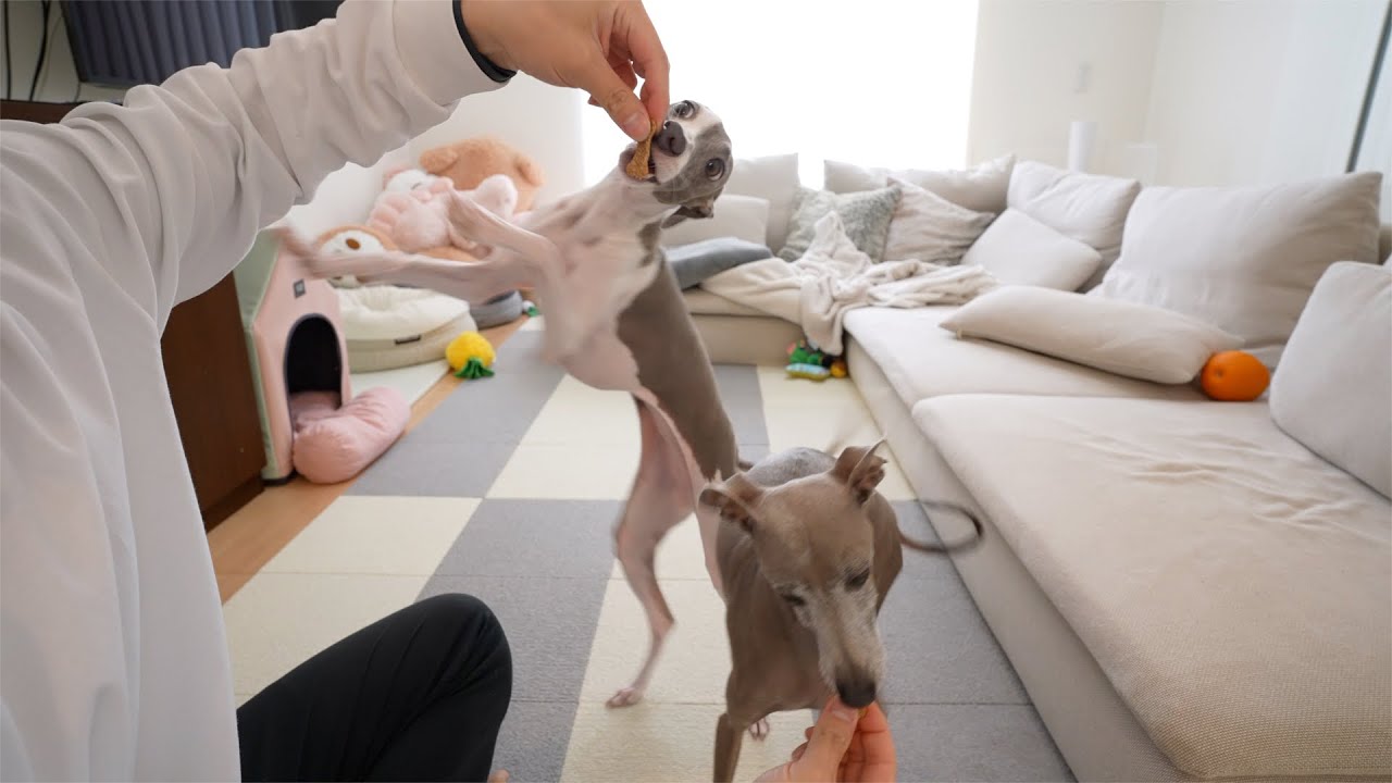 【緊急】動物病院へ時間外診療に行きました！