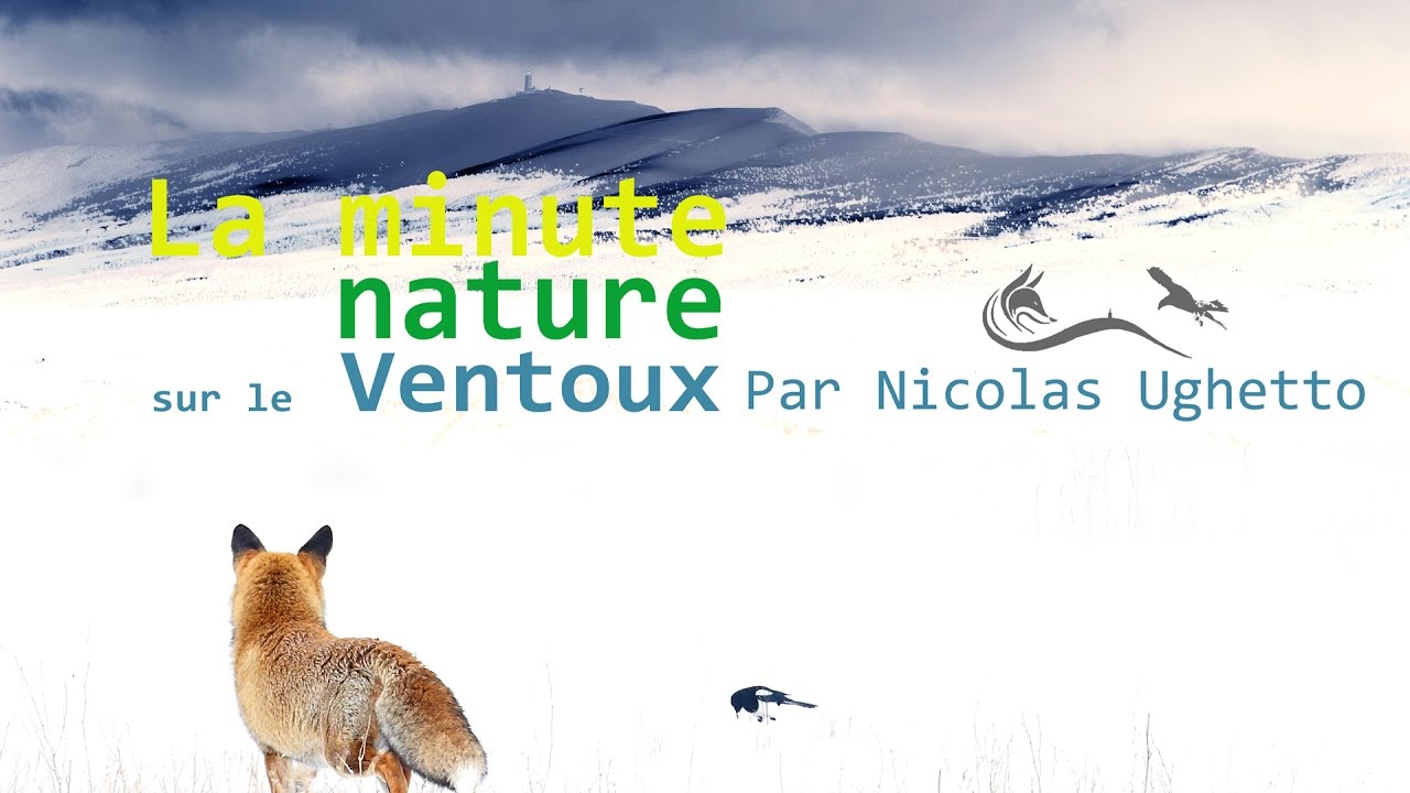 La minute nature sur le Ventoux N 1