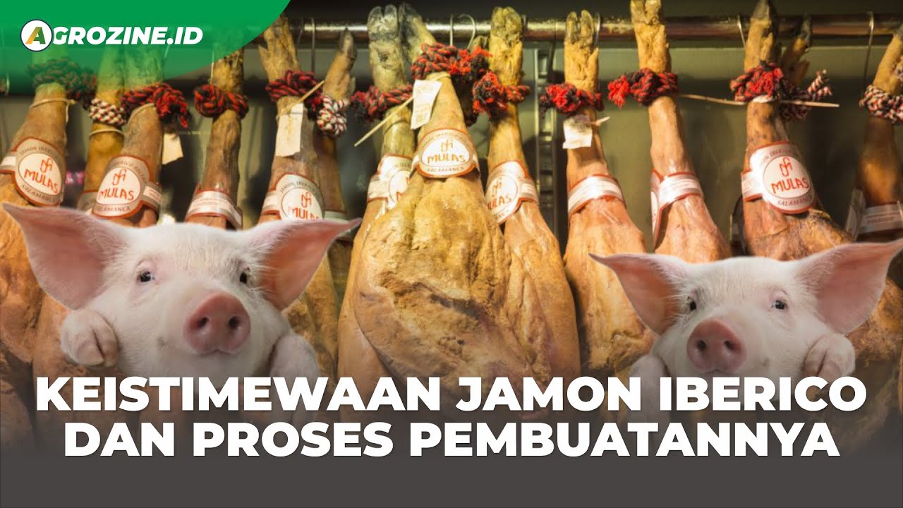 Jamon Iberico, Ham Paha Babi Spanyol yang Jadi Makanan Termahal di Dunia.Finest Spanish Iberico Hams