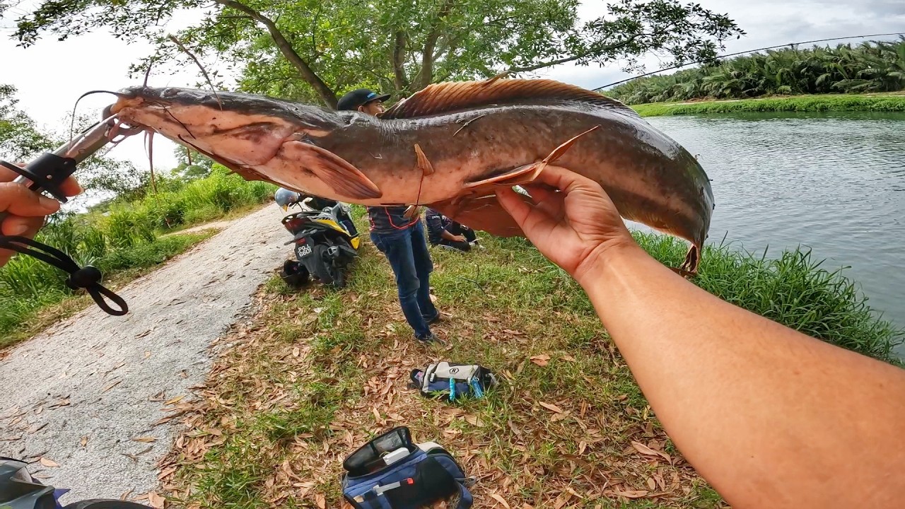 Terlampau Banyak Ikan Saiz MONSTER Dalam Sungai Ini!!