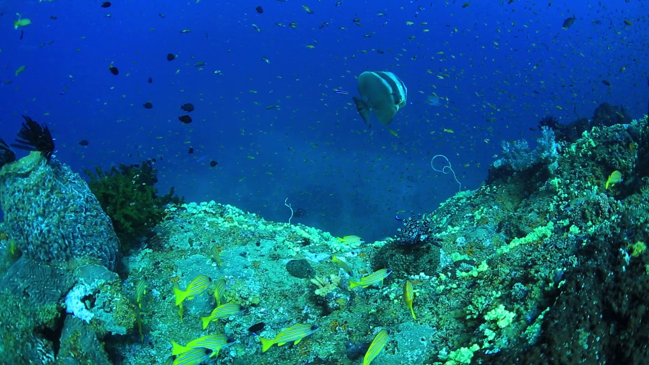 Dixon Pinnacle Andaman Islands, Havelock | Padi Scuba Diving Course in Andaman