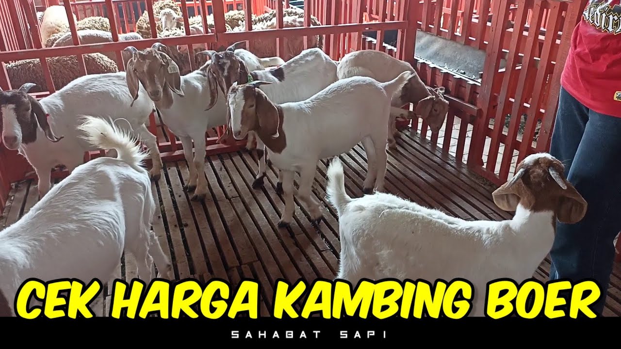 Cek Harga Kambing Boer di Barokah Farm Kediri| Sahabat Sapi Dolan Kandang