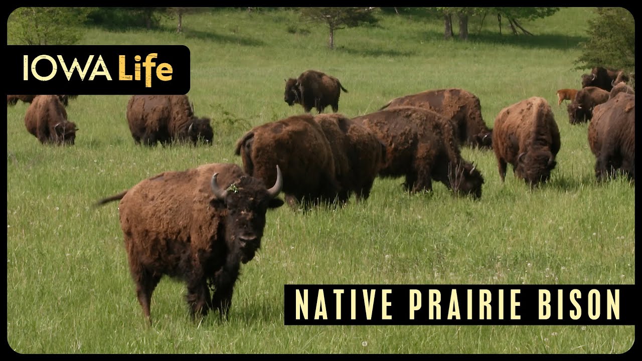Native Prairie Bison | Iowa Life