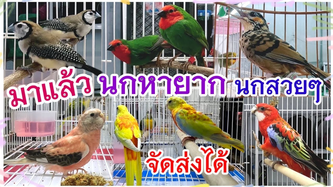 อัปเดตราคานก นกหายาก นกสวยๆ กรงสวยๆ จัดส่งได้ จตุจักร2 มีนบุรี ร้านพี่ป็อป