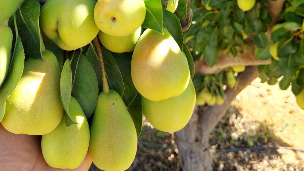 مكسب وارباح ومصاريف وسعر بيع المحصول فدان الكمثرى في الواحات البحريه تصوير حقيقي من قلب المزارع !