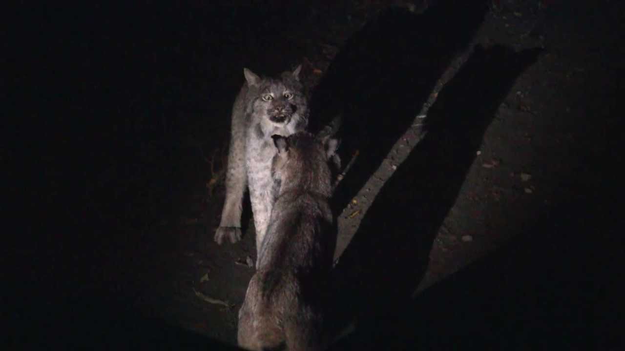 lynx talking to each other