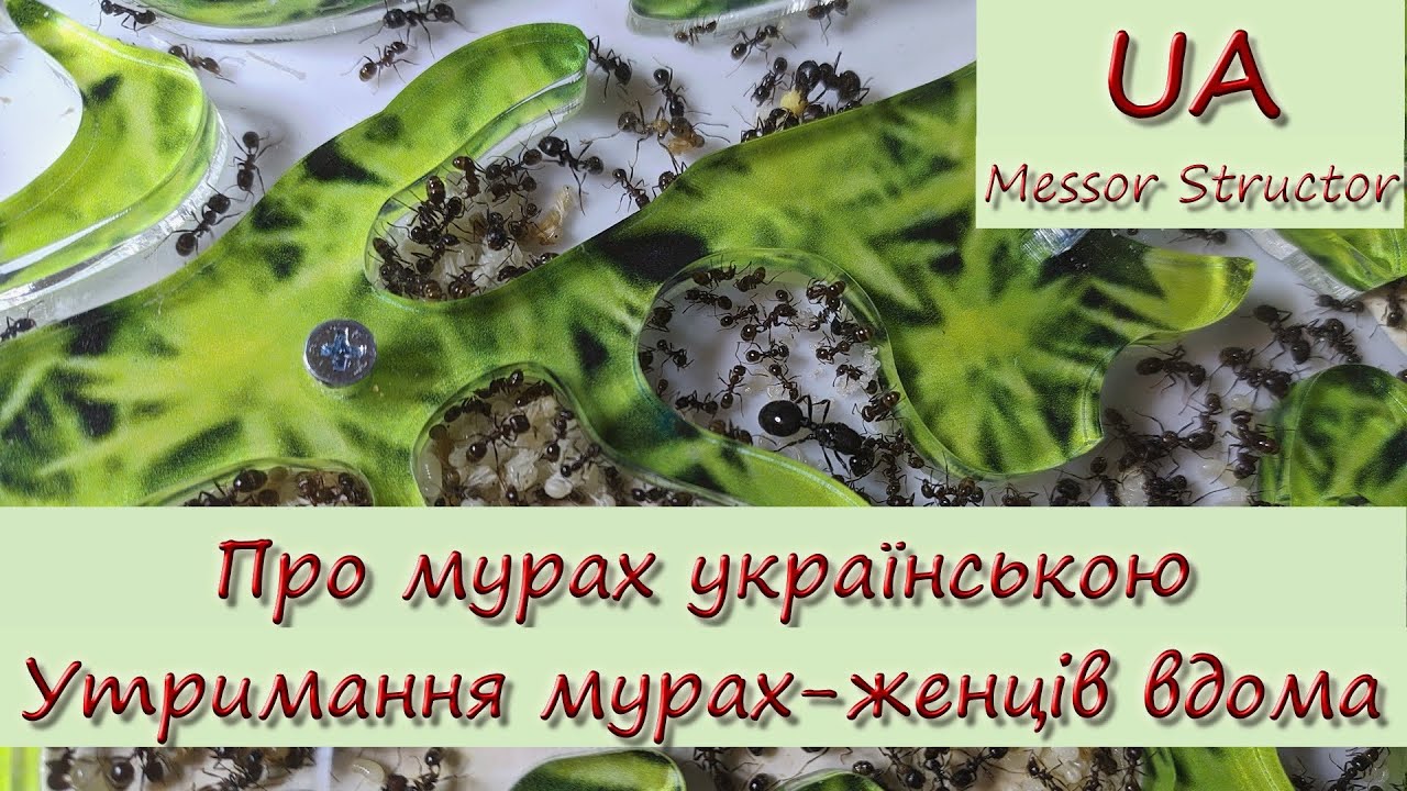Утримання мурах-женців (Messor Structor) у домашніх умовах та догляд за ними