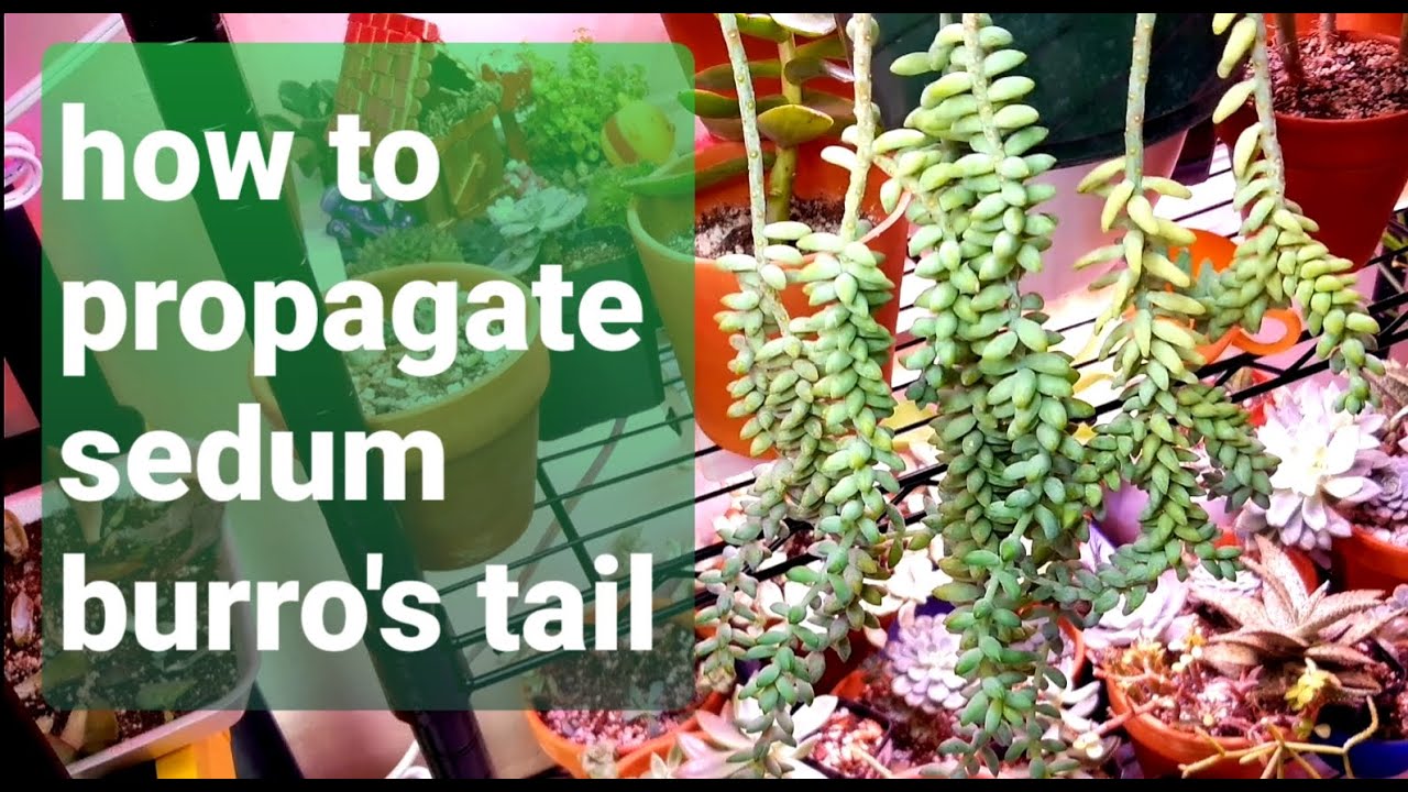 #36 How to propagate SEDUM BURRO'S TAIL cuttings and leaf