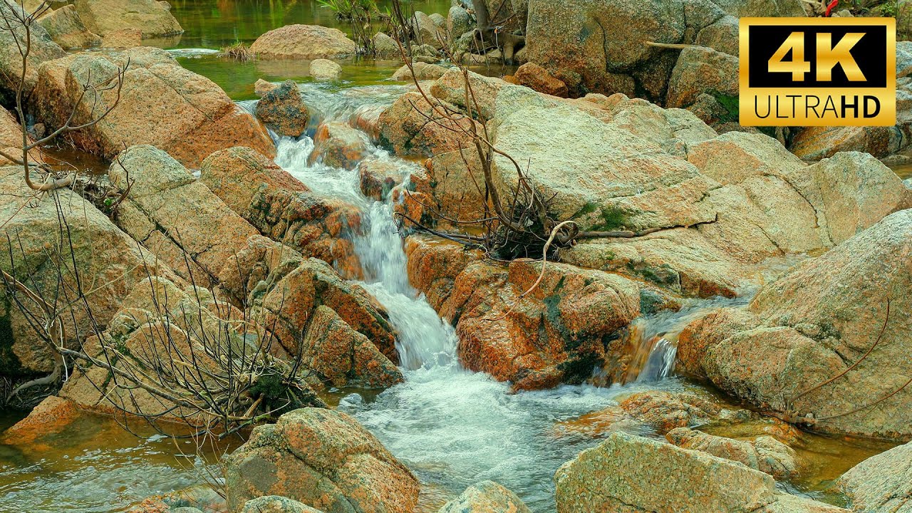 Forest Stream Sounds, Relaxing Nature Sounds, Birds Singing,  ASMR