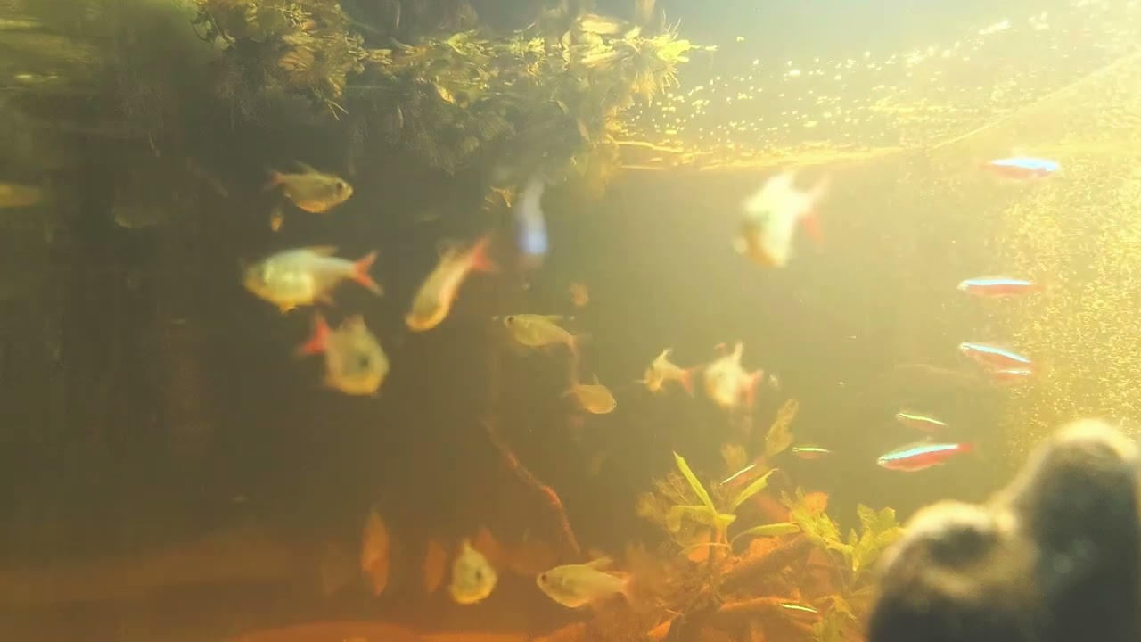 Colombian tetras, neon tetras, metynnis fasciatus.