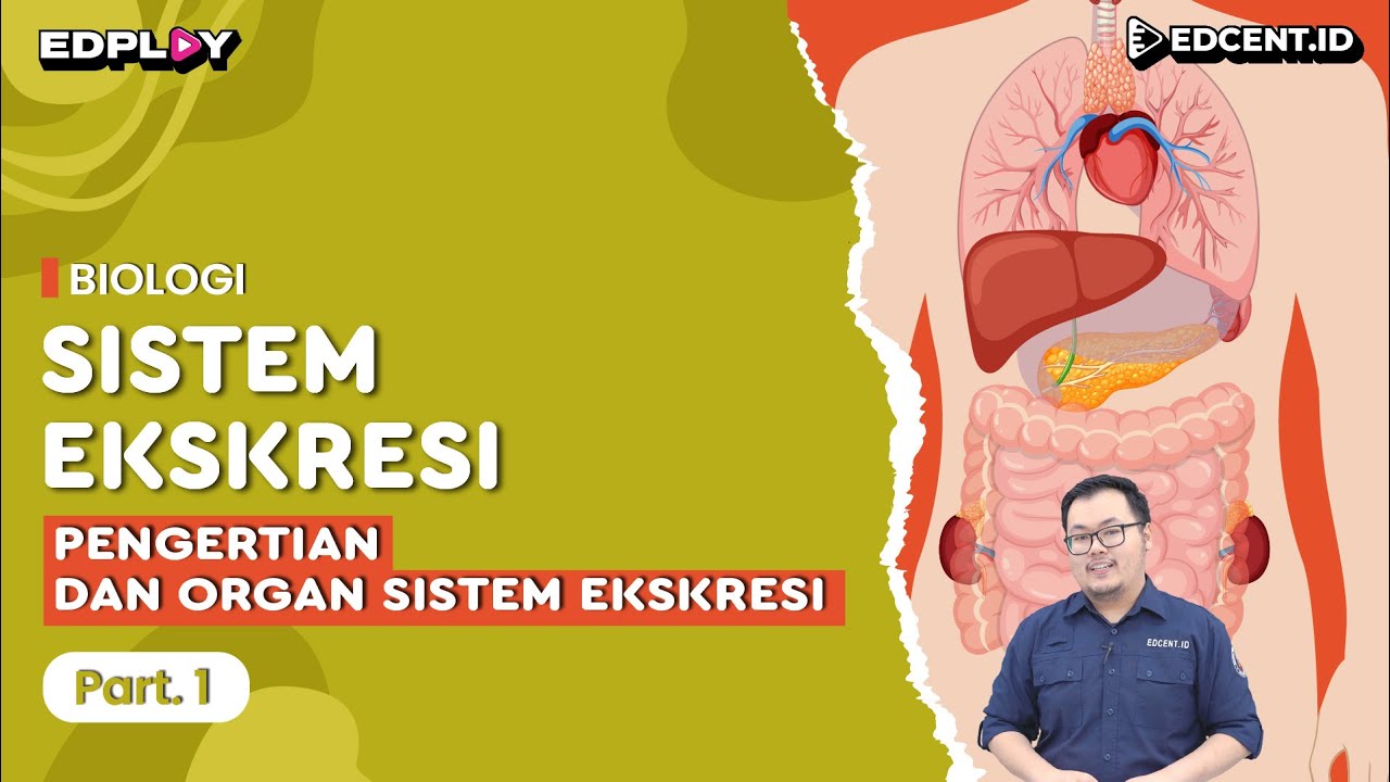 Materi Biologi: Sistem Ekskresi Manusia | Pengertian & Organ Sistem Ekskresi | Part 1