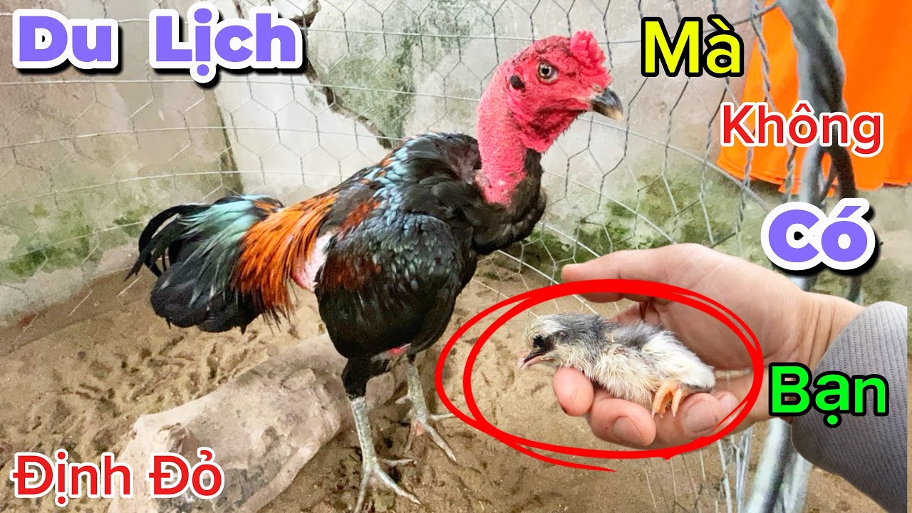 Cập nhật Những Em Du Lịch Mà Không Có Bạn Và Đàn Dòng Mơ Chở Nhựa Lại Bị Hao Hụt Rồi | Định Đỏ
