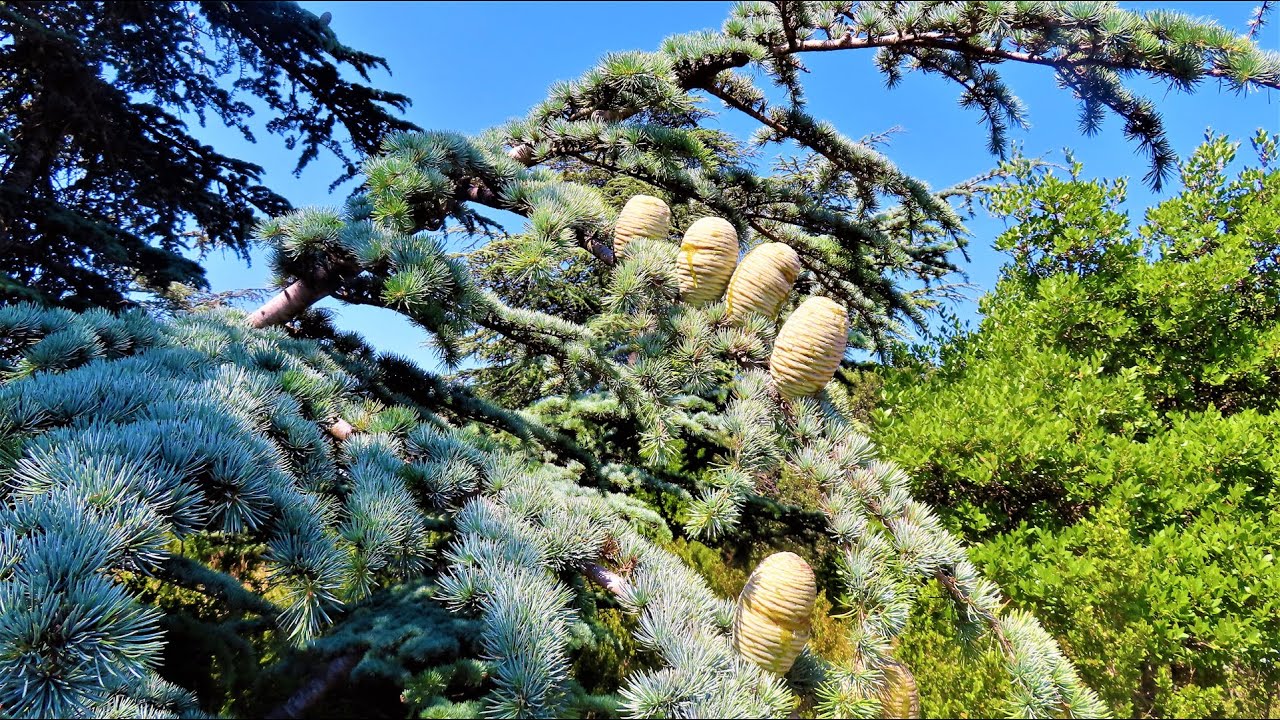 2025-07-03 Forêt de Cèdres