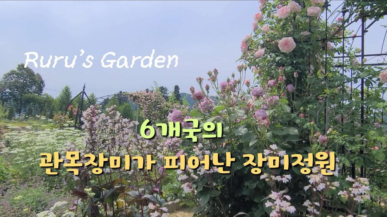 2025년 6월 초여름에 개화한 6개국의 관목장미 모음 | 장미로 잼과 청 만들어보기