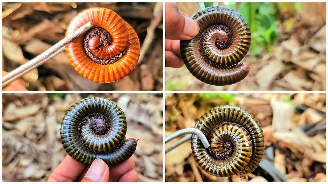 Best Amazonian Millipedes Close-up Of All Times!! The Most Beautiful Bugs On Earth