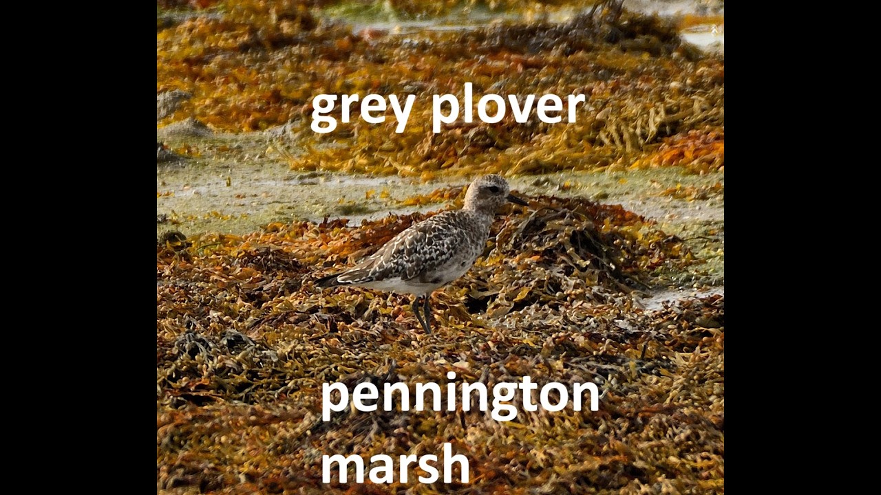 grey plover feeding on the seaweed at Pennington marsh some time ago #birds #nature #wildlife #nikon
