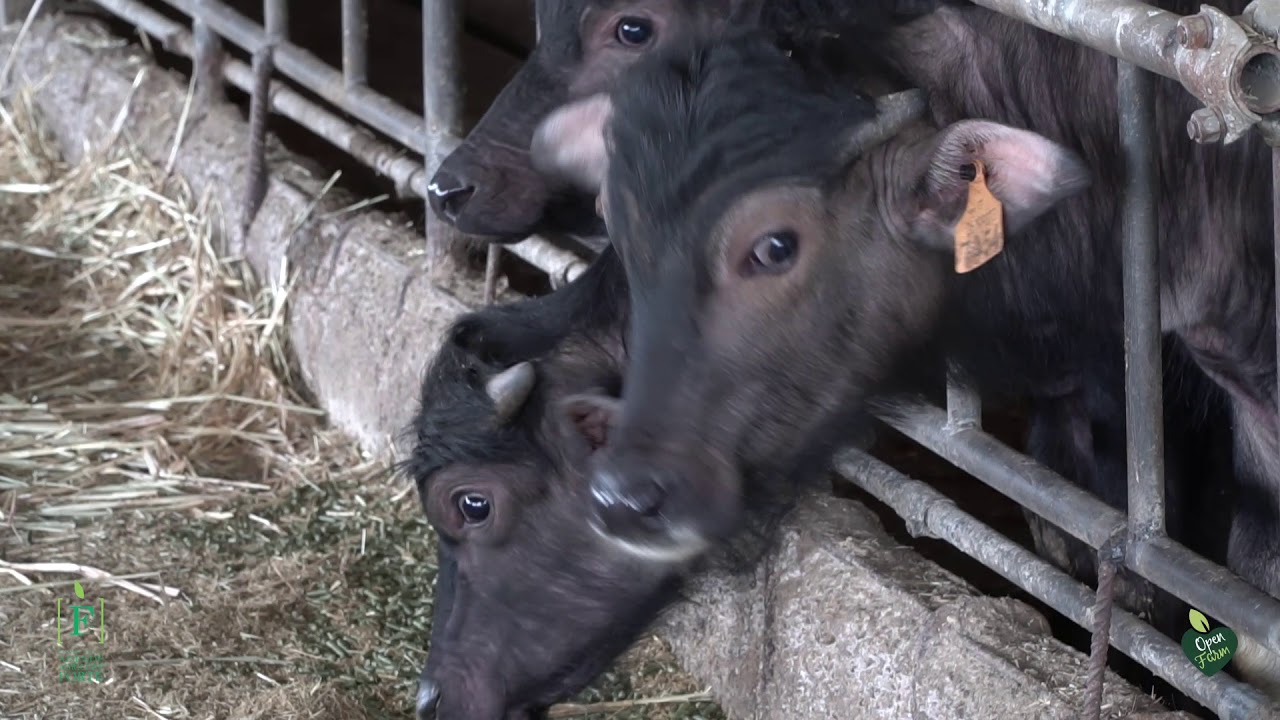 Strumenti di lavoro: Open Farm si presenta alle Fattorie Garofalo