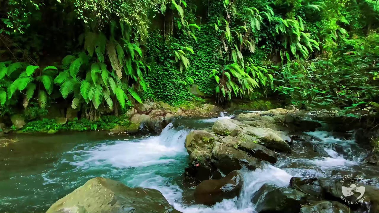 River Sounds & waterfall Sounds for Sleeping | Nature Stream for Relaxing & Stress Relief. #river 11