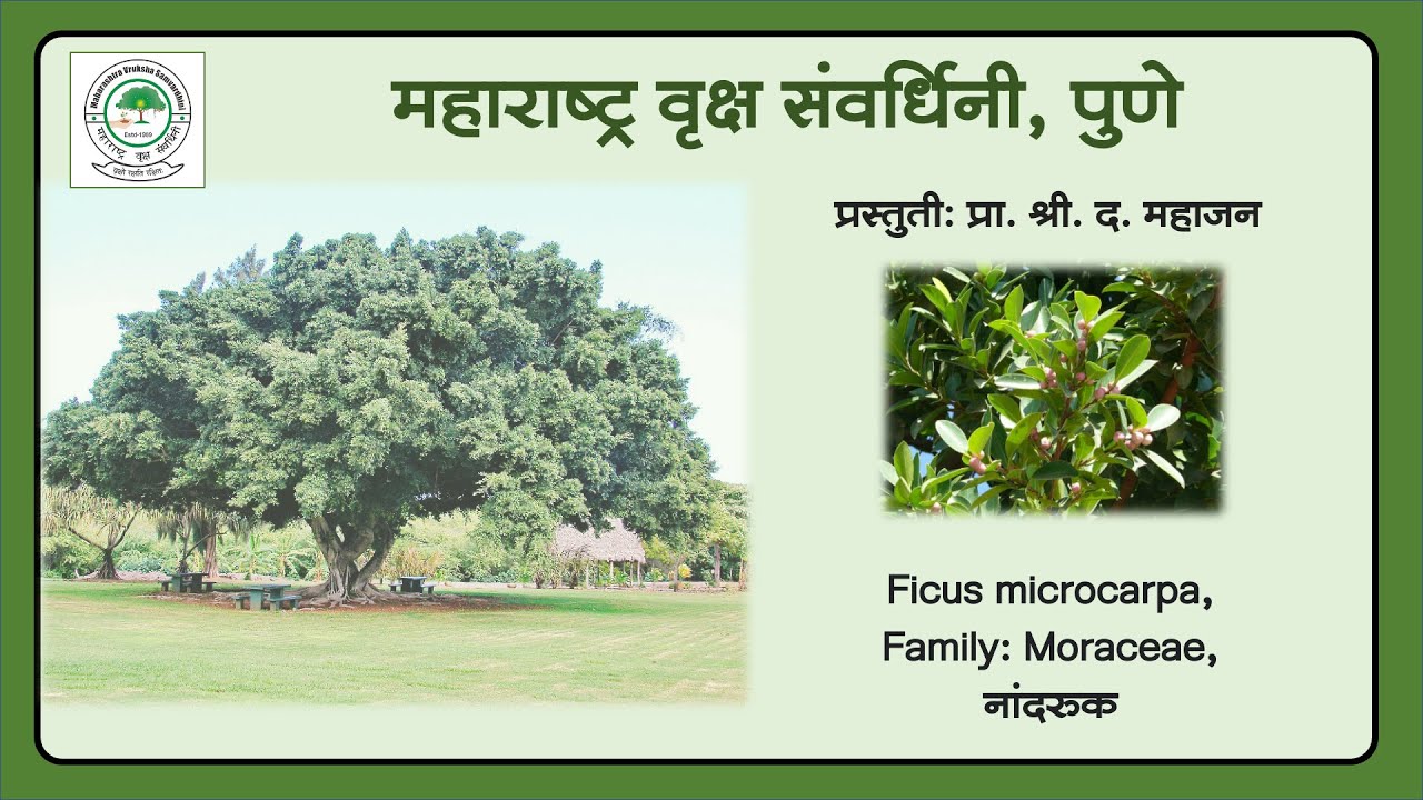 1] नांद्रुक (Ficus microcarpa)