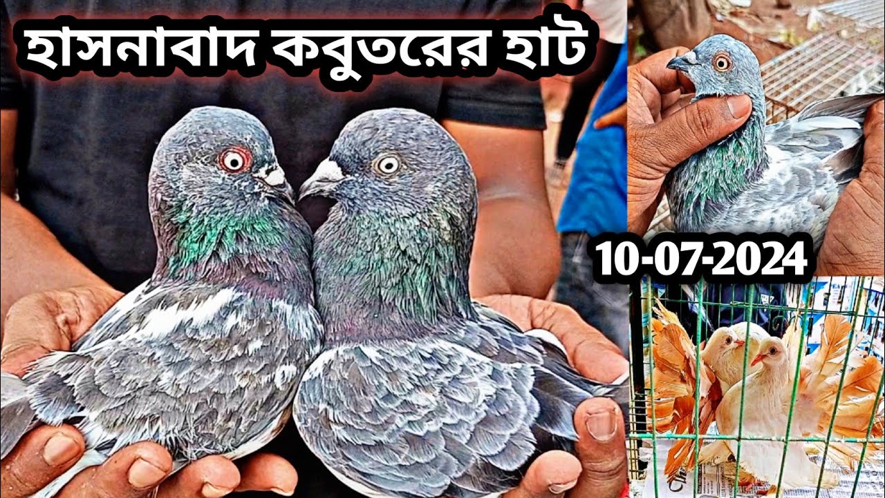 10-07-2024 হাসনাবাদ কবুতরের হাট। কবুতর এবং  কবুতরের বাচ্চা কিনুন। কবুতর হাট। কম দামে কবুতর। Pigeons