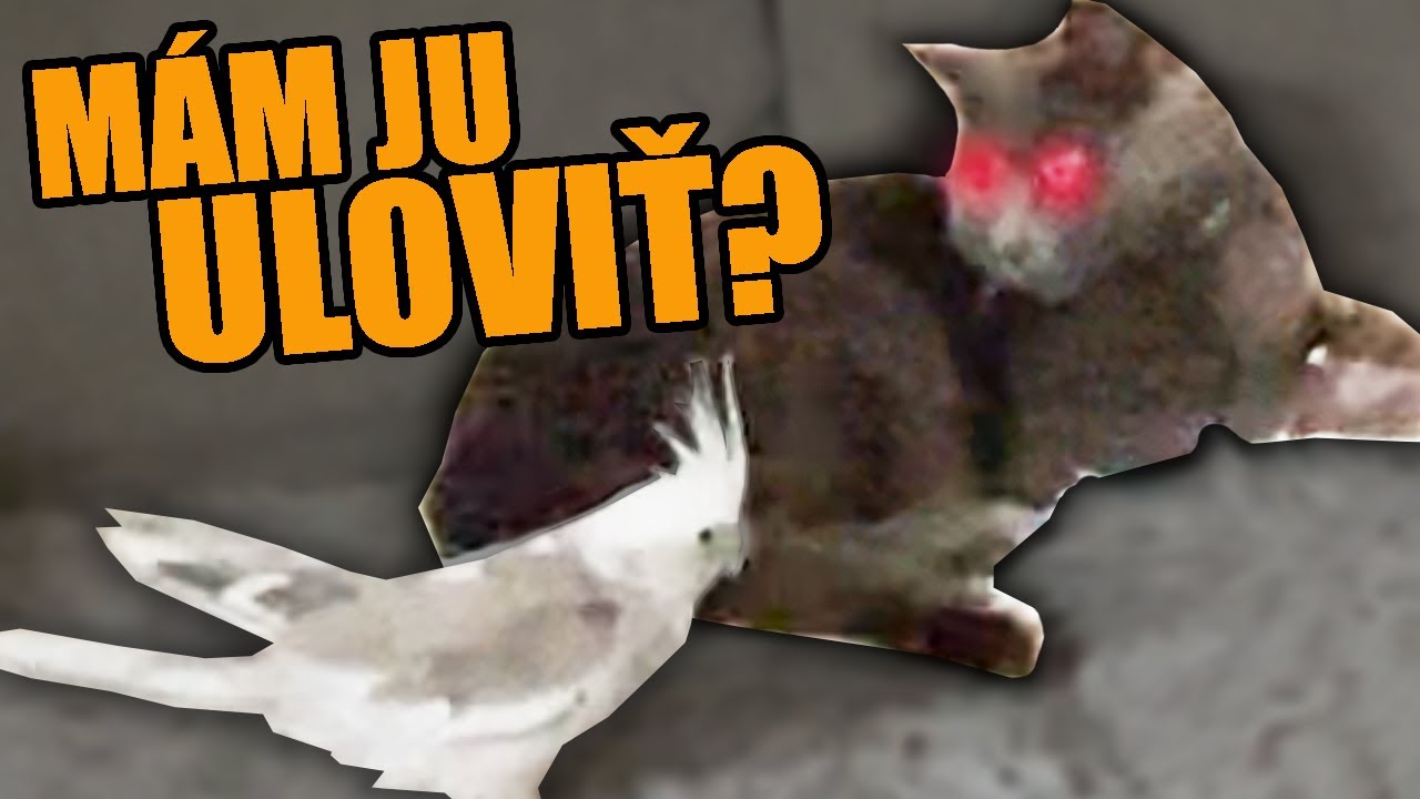MÔJ ŽIVOT S VTÁKMI v Jednej Domácnosti - Mačka Jackie