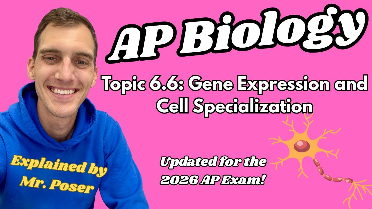 6.6 Экспрессия генов и клеточная специализация - AP Biology (обновлено в 2025-2026 гг.)