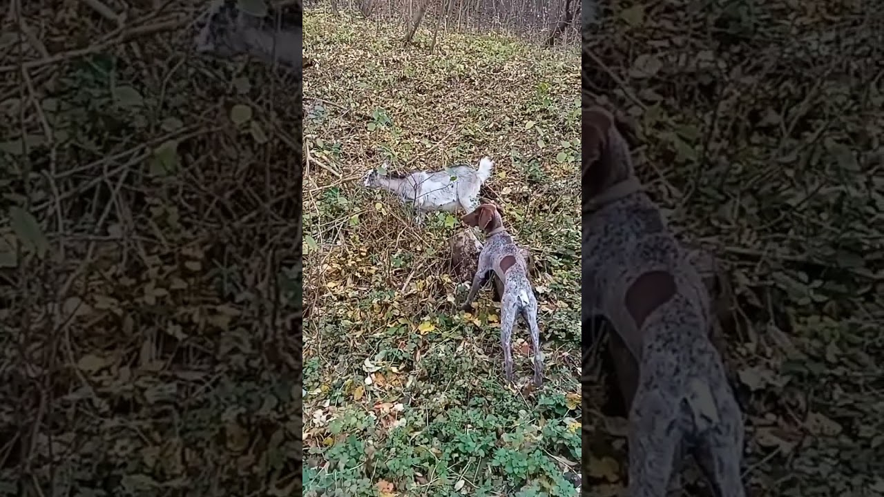 Кормление коз. Понос, и всё такое.