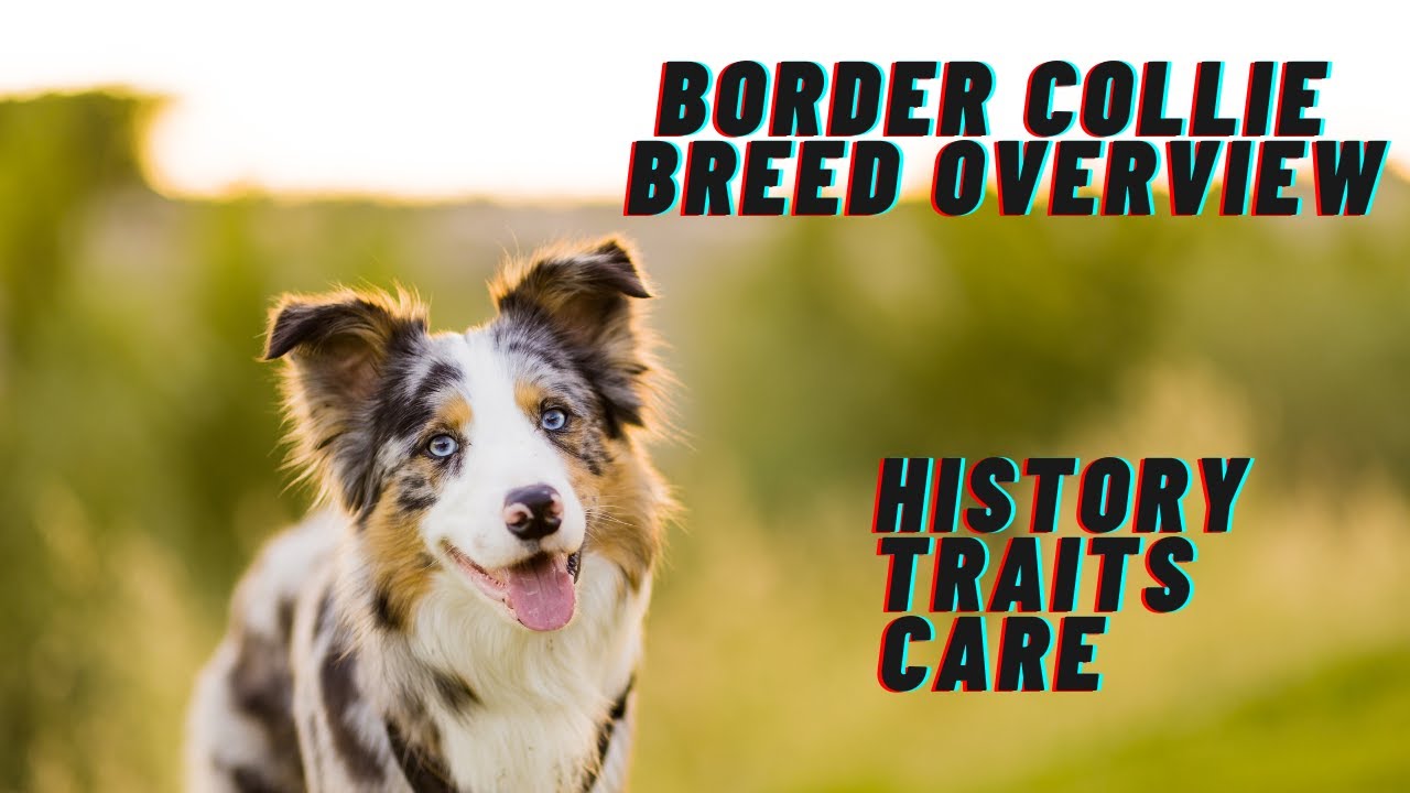 Border Collie Breed Overview: History, Traits, and Care