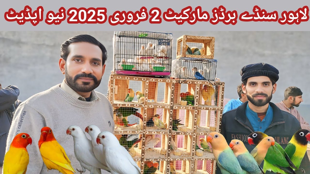 Lahore Sunday birds market 2 Feb 2025 new update