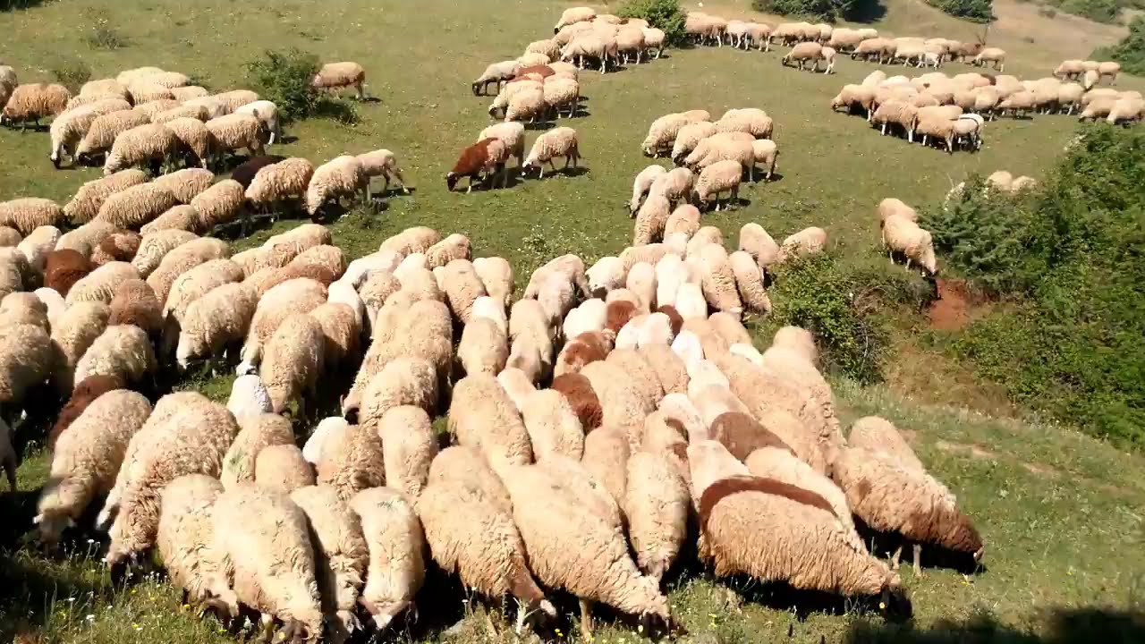 Фарма Јованови Сточарство Миле (Дел 2)🐏🐑