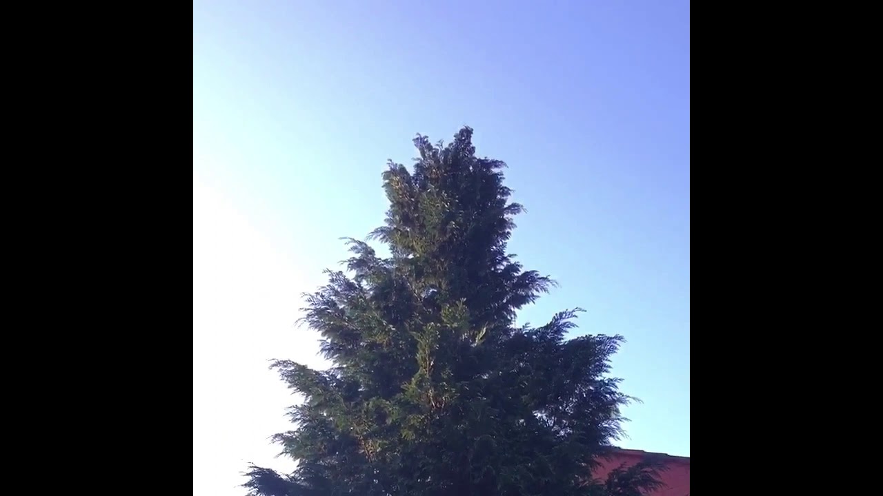 Conifer trimming height reduction by Fischerco gardening contractor Aigburth