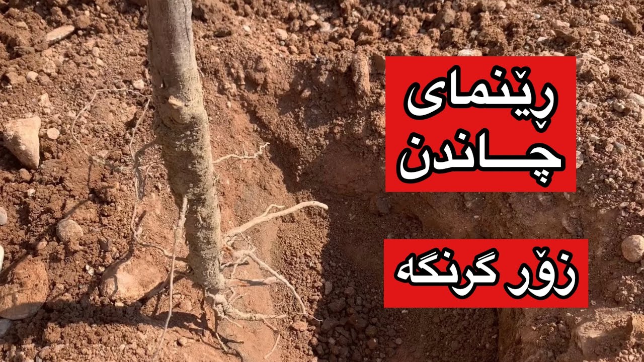 زۆر گرنگە ڕێنمایی چاندنی دار كە كاتێ دارێك بچێنیت ئەو چەند خاڵە بزانن #rahelaziz #youtube #plants