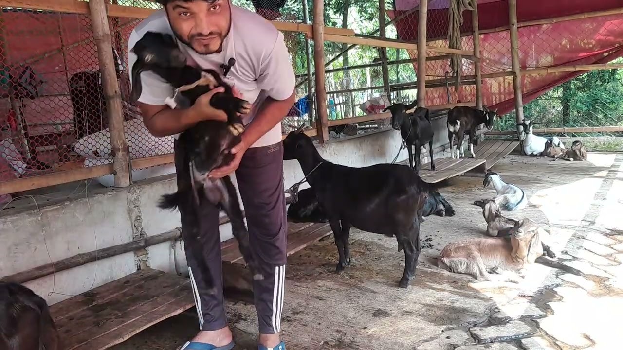 ব্ল্যাক বেঙ্গল ছাগলের খামার করে কি লাভবান হওয়া যায়