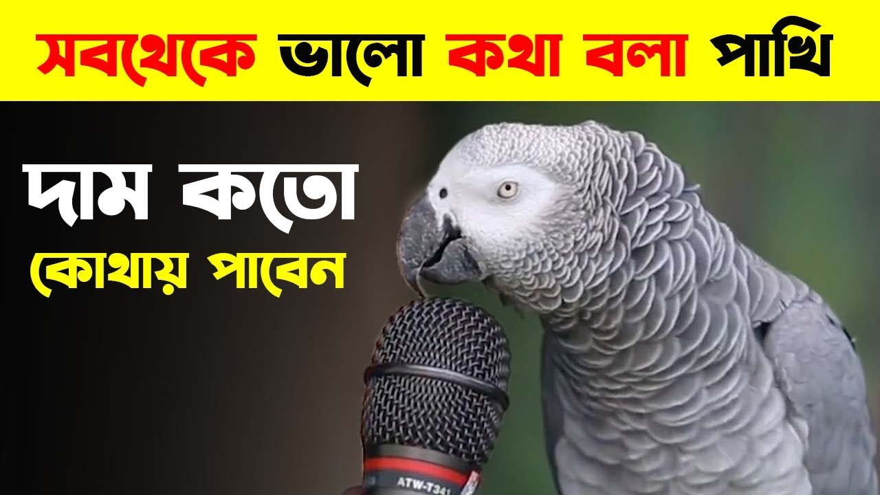 Grey Parrot পাখির দাম ও পালন পদ্ধতি | African grey parrot price in Bangladesh and India