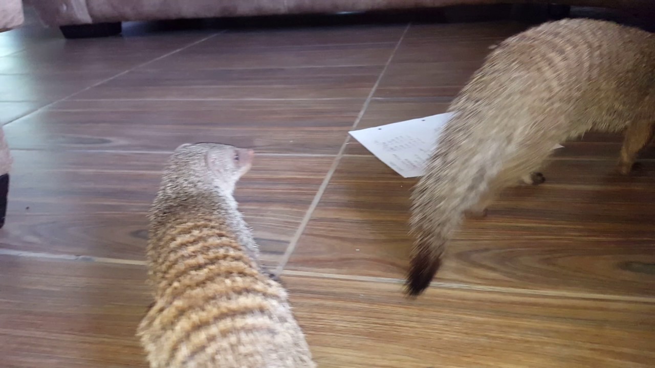 Baby mongoose
