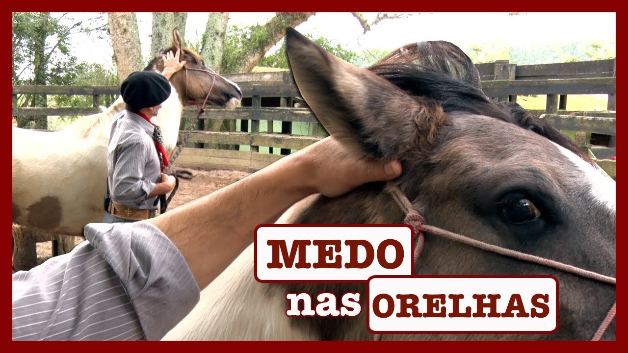 Quando o cavalo NÃO DEIXA encostar...
